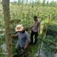 Polsek Montong Gading Monitoring Lahan Cabai, Dukung Program Ketahanan Pangan Masyarakat