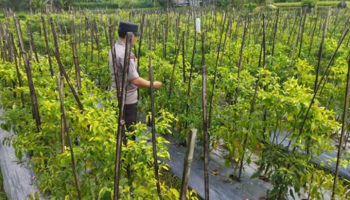Bhabinkamtibmas Desa Lendang Nangka Cek Lahan Cabai, Dukung Program Ketahanan Pangan Bergizi