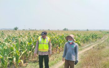 Polri Dukung Astacita, Polsek Grabagan Polresta Tuban Turun Cek Tanaman jagung milik Warga di Desa Grabagan