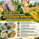 Polsek Parengan Polresta Tuban Pantau Lahan Jagung Warga Desa Ngawun Dukung Program Astacita