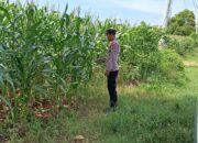 Dukung Asta Cita Presiden, Bhabinkamtibmas Polsek Tambakboyo Monitoring Lahan Jagung Warga