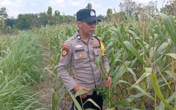 Dukung Astacita Presiden, Petugas Polmas Polsek Kenduruan Polresta Tuban Cek Perkembangan Tanaman Jagung Milik Petani .