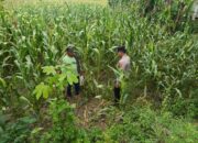 Dukung Asta Cita Presiden, Polsek Tambakboyo Monitoring Pertumbuhan Jagung di Lahan Warga
