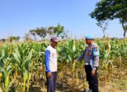 Dukung Program Astacita Presiden, Petugas Polmas Desa Bendonglateng Polsek Kenduruan Polresta Tuban Cek Perkembangan Tanaman Jagung Milik Petani .