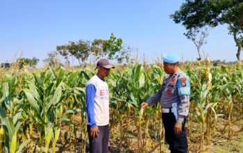 Dukung Program Astacita Presiden, Petugas Polmas Desa Bendonglateng Polsek Kenduruan Polresta Tuban Cek Perkembangan Tanaman Jagung Milik Petani .