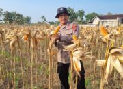 Dukung Program Ketahanan Pangan Nasional, Anggota Polsek Bancar Turun Ke Lahan Panen Jagung Bersama Warga Cingklung