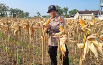 Dukung Program Ketahanan Pangan Nasional, Anggota Polsek Bancar Turun Ke Lahan Panen Jagung Bersama Warga Cingklung