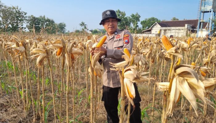 Dukung Program Ketahanan Pangan Nasional, Anggota Polsek Bancar Turun Ke Lahan Panen Jagung Bersama Warga Cingklung
