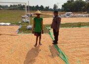 Dukung Ketahanan Pangan, Aipda Listiyono Pantau Proses Penjemuran Jagung Petani Desa Tergambang