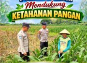 Unit Binmas Polsek Senori Polresta Tuban Memantau Tanaman Jagung Milik Warga Desa Jatisari Kecamatan Senori Guna Mendukung Program Ketahanan Pangan