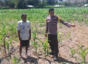 Dukung Ketahanan Pangan Nasional, Bhabinkamtibmas Desa Buin Baru Tinjau Langsung Perawatan Tanaman Jagung di Uma Ramena