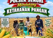 Polisi RW Polsek Senori Polresta Tuban Turun ke Ladang, Bantu Warga Desa Medalem Panen Jagung