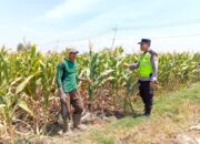 Polri Dukung Astacita, Polsek jenu Polres Tuban Turun Cek Tanaman Jagung Warga di Desa jenu