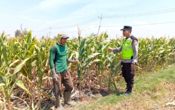 Polri Dukung Astacita, Polsek jenu Polres Tuban Turun Cek Tanaman Jagung Warga di Desa jenu