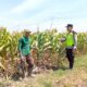 Polri Dukung Astacita, Polsek jenu Polres Tuban Turun Cek Tanaman Jagung Warga di Desa jenu