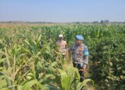 Dukung Astacita Presiden, Polsek Kenduruan Polresta Tuban Kawal Ketahanan Pangan Melalui Pendampingan Petani Jagung .