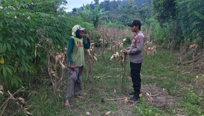 Polsek Grabagan Polresta Tuban Turun Langsung Cek Tanaman Jagung Warga