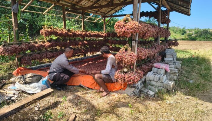 Sukses Panen Perdana Bawang Merah, Bhabinkamtibmas Desa Labangka Tinjau Lahan Warga dan Dukung Ketahanan Pangan