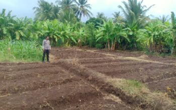 Bhabinkamtibmas Dara Kunci Cek Tanaman Jagung, Dukung Program Ketahanan Pangan