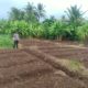 Bhabinkamtibmas Dara Kunci Cek Tanaman Jagung, Dukung Program Ketahanan Pangan