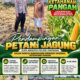 Polsek Parengan Polresta Tuban Pantau Lahan Jagung Warga Desa Pacing Dukung Program Astacita