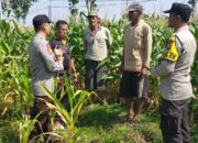 Dukung Astacita, Polsek Jatirogo Polresta Tuban Pantau Langsung Lahan Jagung milik warga Desa Ketodan
