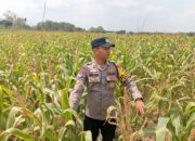 Dukung Astacita Presiden RI, Kanit Binmas Polsek Kenduruan Polresta Tuban Turun Langsung Mengecek Perkembangan Tanaman Jagung Petani