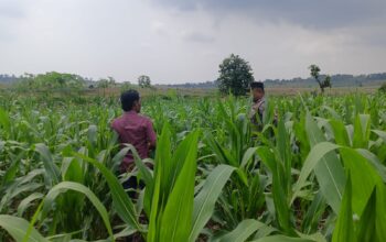 Polsek Grabagan Polresta Tuban Turun Langsung Cek Tanaman Jagung Warga