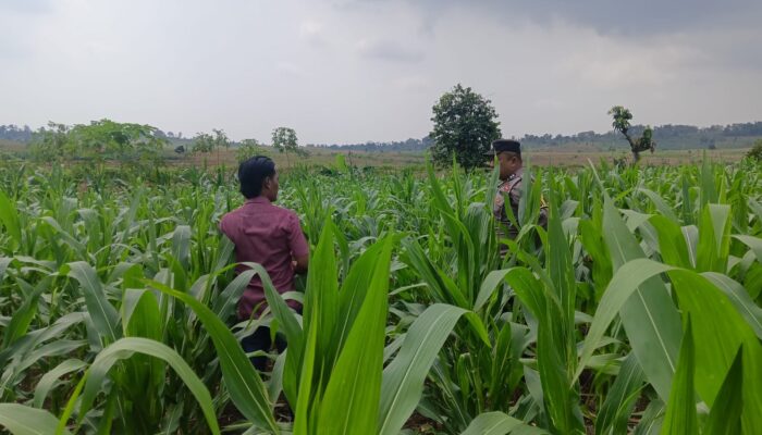 Polsek Grabagan Polresta Tuban Turun Langsung Cek Tanaman Jagung Warga