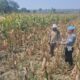 Dukung Astacita Presiden RI, Polsek Kenduruan Polresta Tuban Pantau Perkembangan Tanaman Jagung Milik Petani .