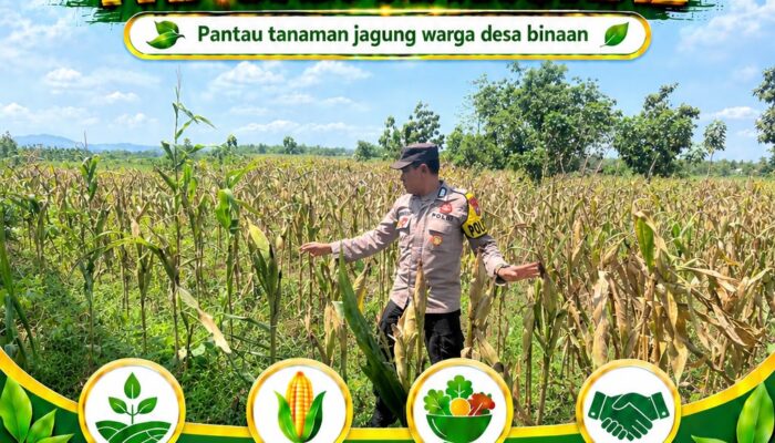 Polsek Plumpang Polresta Tuban Turun Langsung Cek Tanaman Jagung Warga