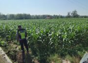 Polri Dukung Astacita, Polsek Semanding Polresta Tuban Turun Cek Tanaman jagung milik Warga di Desa Semanding