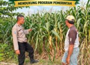 Polsek Parengan Polresta Tuban Pantau Lahan Jagung Warga Desa Ngawun Dukung Program Astacita