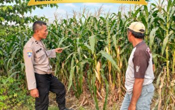 Mendukung Asta Cita Presiden Polmas Polsek Montong Polresta Tuban Pantau Kodisi Tanaman Jagung Milik Warga Desa Jetak