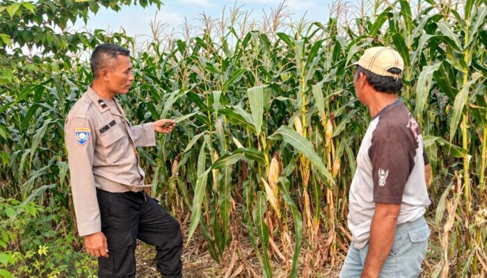 Mendukung Asta Cita Presiden Polmas Polsek Montong Polresta Tuban Pantau Kodisi Tanaman Jagung Milik Warga Desa Jetak