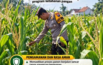Mendukung Program Ketahanan Pangan, Bhabinkamtibmas Monitoring Pertumbuhan Jagung