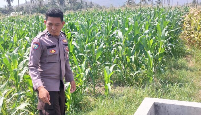 Perkuat Ketahanan Pangan Nasional, Bhabinkamtibmas Desa Buin Baru Pantau Perawatan Tanaman Jagung Warga di Buer
