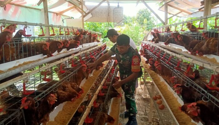 Babinsa Ajak Peternak Jaga Kebersihan, Bidik Peluang Pasar MBG