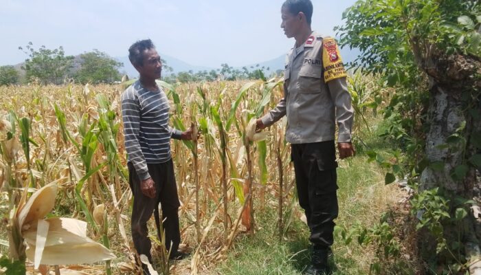 Dukung Ketahanan Pangan Nasional dan Asta Cita, Bhabinkamtibmas Desa Pernek Sambangi Warga Panen Jagung dan Dorong Pemanfaatan Pekarangan
