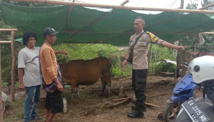 Bhabinkamtibmas Rababaka Sambangi Peternak Sapi, Dukung Ketahanan Pangan Nasional Menuju Indonesia Emas