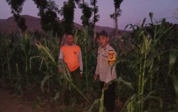 BHABINKAMTIBMAS TEKASIRE SAMBANGI PETANI JAGUNG DI LADANG, DORONG KETAHANAN PANGAN NASIONAL
