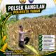 Polsek Bangilan Laksanakan Monitoring Ketahanan pangan Tanaman Jagung Diwilayah Bangilan