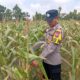 Dukung Astacita Presiden Ri, Kanit Binmas Polsek Kenduruan Polresta Tuban Cek Perkembangan Tanaman Jagung Milik Petani