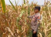 Polisi Polsek jenu Polres Tuban Turun ke Ladang, Dampingi Petani Jagung Dukung Ketahanan Pangan