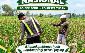 Polsek Soko Polresta Tuban Turun Langsung Cek Tanaman Jagung Warga
