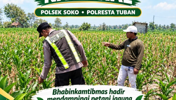 Polsek Soko Polresta Tuban Turun Langsung Cek Tanaman Jagung Warga