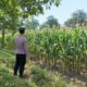 Dukung Ketahanan Pangan Nasional, Polsek Tambakboyo Monitoring Lahan Jagung Binaan