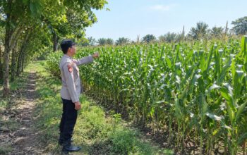 Dukung Ketahanan Pangan Nasional, Bhabinkamtibmas Polsek Tambakboyo Monitoring Pertumbuhan Lahan Jagung Binaan