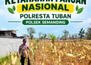 *Polri Dukung Astacita, Polsek Semanding Polresta Tuban Turun Cek Tanaman jagung milik Warga di Desa Jadi