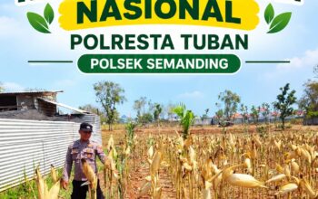 *Polri Dukung Astacita, Polsek Semanding Polresta Tuban Turun Cek Tanaman jagung milik Warga di Desa Jadi